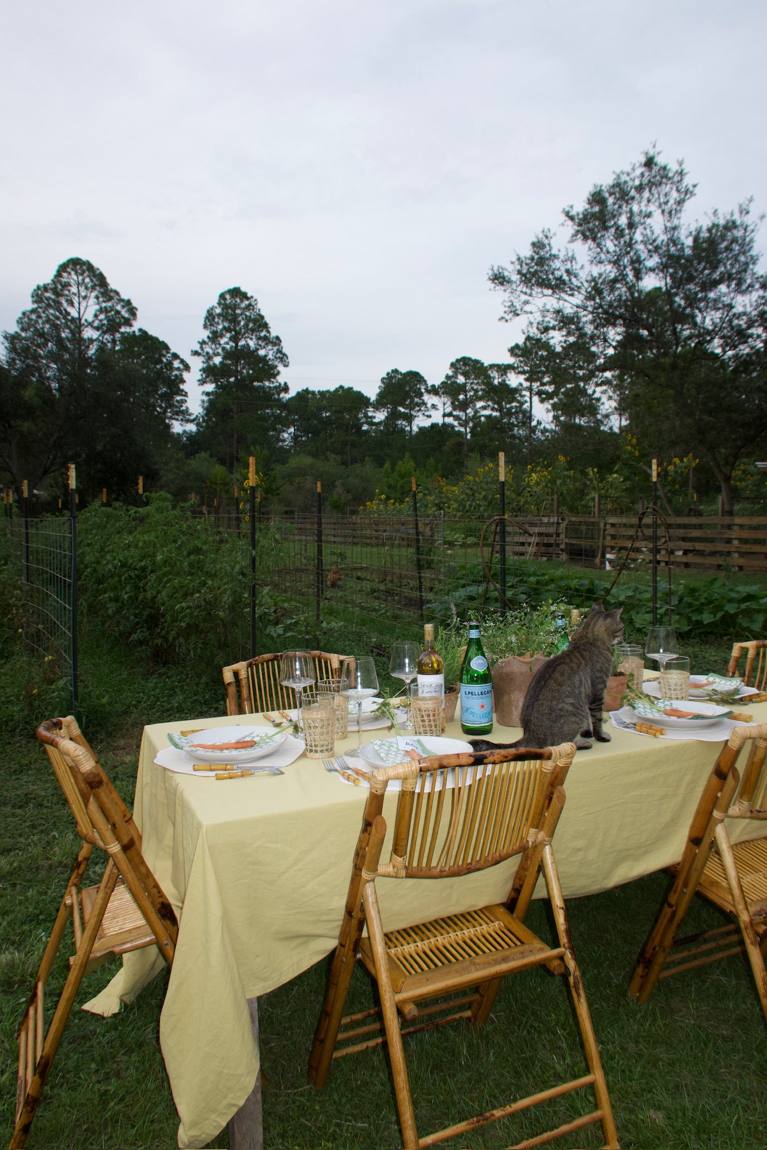 Yellow Tablecloth